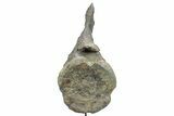 Fossil Sauropod Caudal Vertebra with Metal Stand - Colorado #335454-2